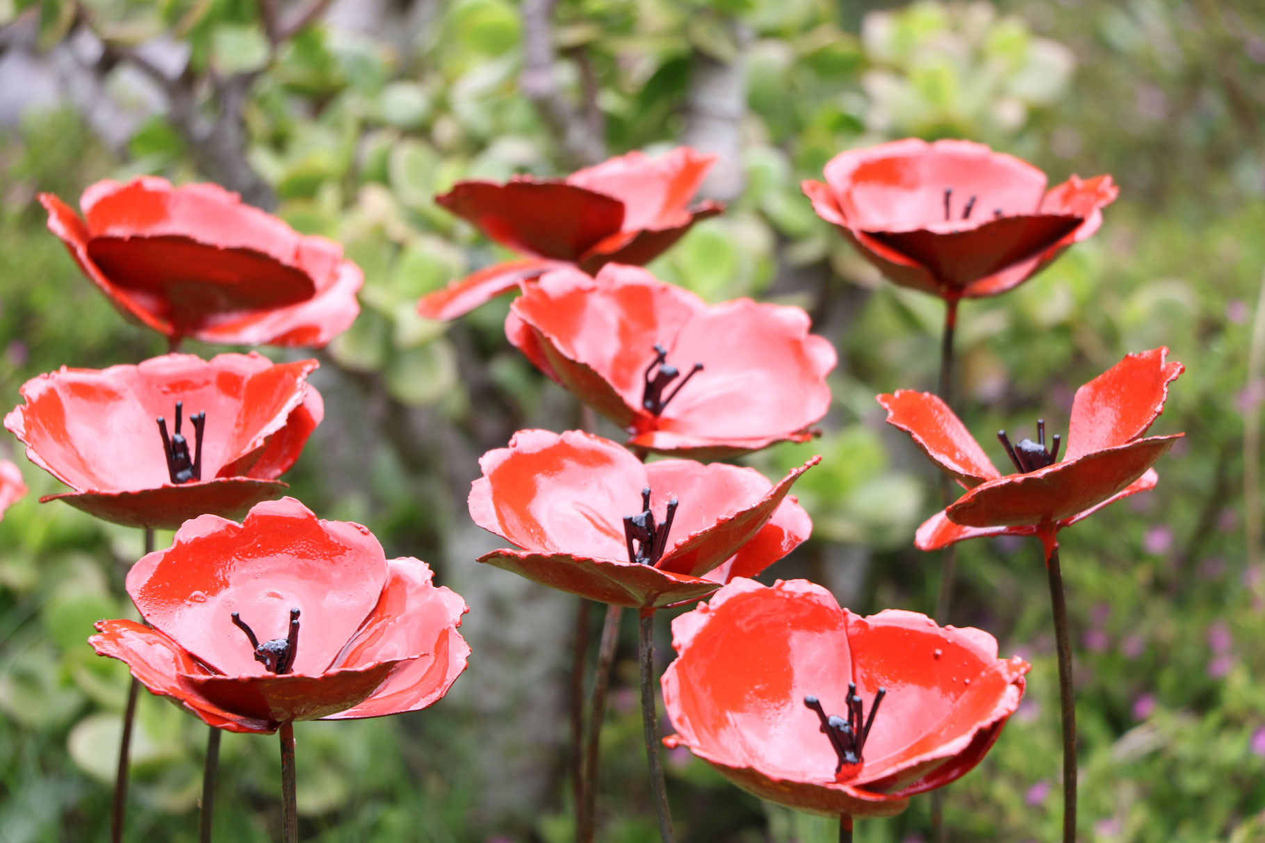 Mohn Feld - Foto von Shona Art