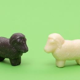 black or white sheep from sheep milk